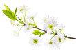 spring cherry tree white flowers branch