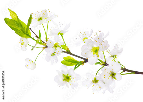 Photo: spring cherry tree white flowers branch spring cherry tree white flowers branch