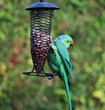Ring Necked Parakeet on a garden feeder