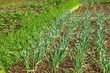 Garden beds in springtime