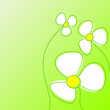 White flowers. White flowers.