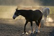Peacefull Horses