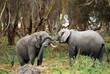 African elephants