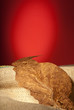 Red and tobacco