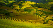 Terraced rice fields