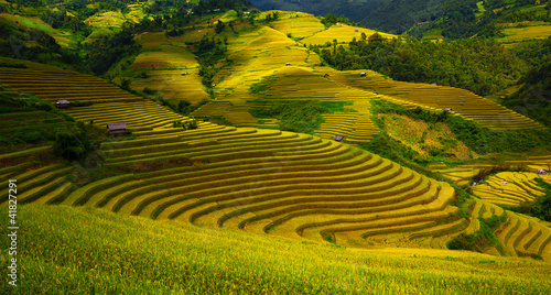 Photo: Terraced rice fields Terraced rice fields
