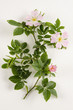 Rosa canina / Eglantier