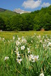 Vallefiorita
