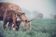 Foto: The cow and calf in a field The cow and calf in a field