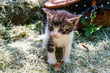 katzenbaby