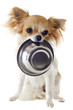 chiot chihuahua et gamelle
