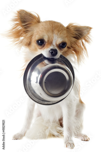Foto: chiot chihuahua et gamelle chiot chihuahua et gamelle