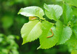 Caterpillar on a leaf