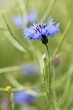Kornblumen
