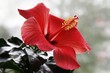 Hibiskus