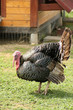 Turkeycock