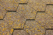 Lichens