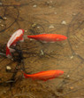 Decorative carps or koi in a pond
