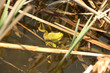 Frog in pond