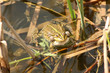 Frog in pond