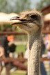 Ostrich head