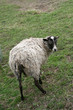 Sheep at farm