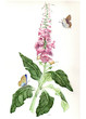 Foxglove