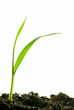 Photo: isolated plants isolated plants