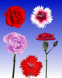 A Variety of Carnation Flower Vectors