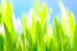Photo: Green grass against the sky background Green grass against the sky background