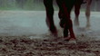 Video: running horses running horses
