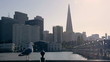 Transamerica Pyramid and seagull