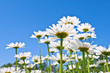 Chamomile.