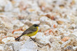 yellow wagtail warble
