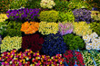 Colorful flowers in a florist's. Gardening