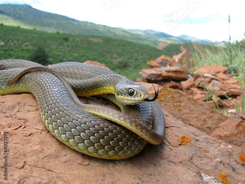 Photo: Racer Snake Colorado Racer Snake Colorado