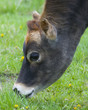 Grazing Cow