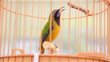 Video: bird song bird song