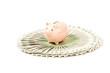 Paper money from poland to use in business with pig Paper money from poland to use in business with pig