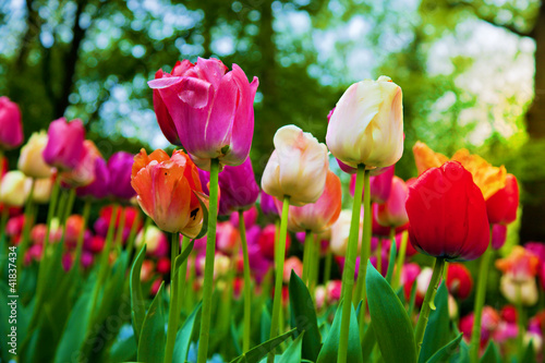 Photo: Colorful tulip flowers in spring park, garden Colorful tulip flowers in spring park, garden