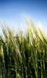 Wheat ears