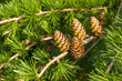 European Larch Foliage And Cones European Larch Foliage And Cones