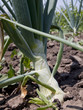 onions growing in the field