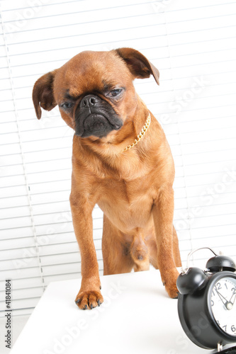 Photo: angry dog angry dog