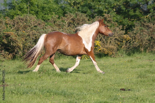 Photo: Trot au soleil couchant Trot au soleil couchant