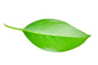 Grünes Blatt