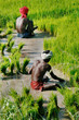 Photo: Arbeiter auf Reisfeld / Kerala, Südindien Arbeiter auf Reisfeld / Kerala, Südindien
