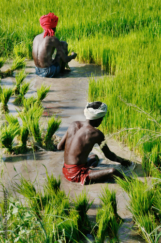 Photo: Arbeiter auf Reisfeld / Kerala, Südindien Arbeiter auf Reisfeld / Kerala, Südindien