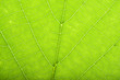 Green leaf