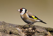 Goldfinch bird